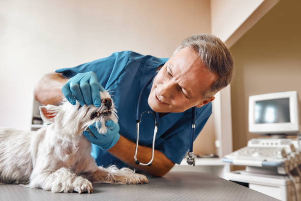 Best Emergency Denture Repair in Sandpoint, ID